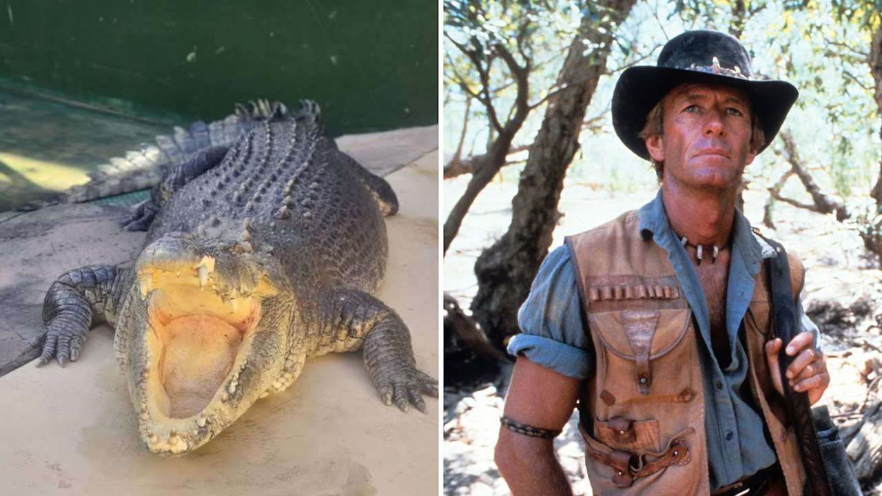 Burt the Crocodile, Paul Hogan's Reptilian Co-Star in Crocodile Dundee, Dies at 90